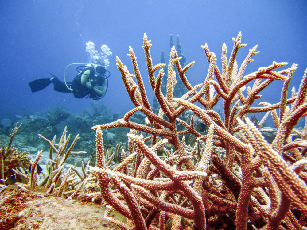 ดำน้ำ เที่ยวภูเก็ต