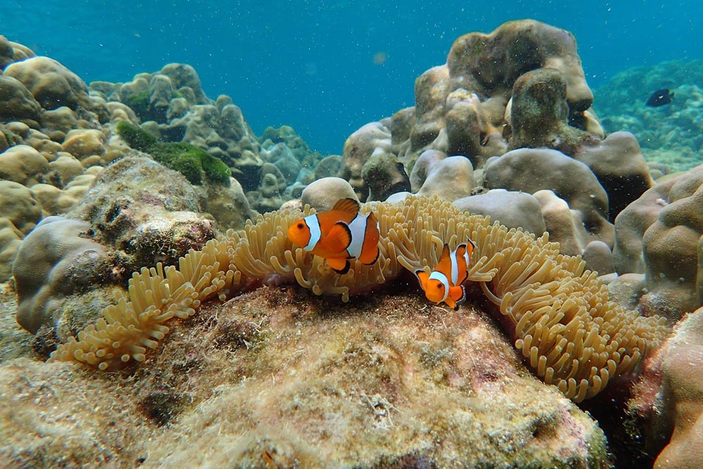 เที่ยวภูเก็ต เกาะไม้ท่อน