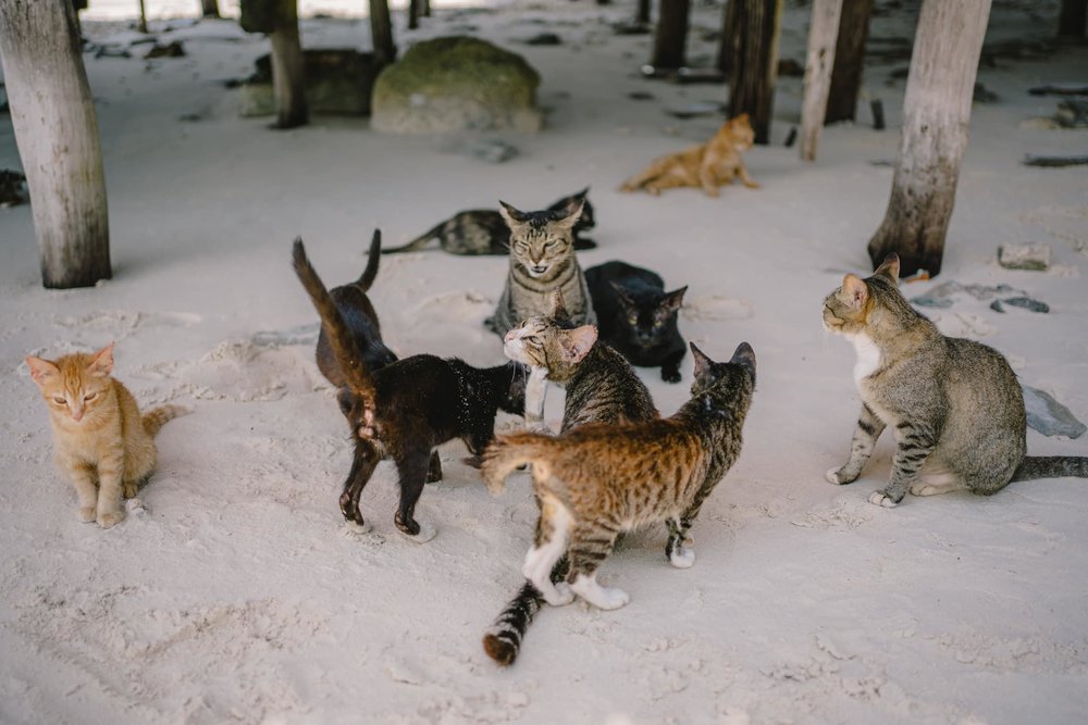 เที่ยวเกาะภูเก็ต เกาะไข่แมว