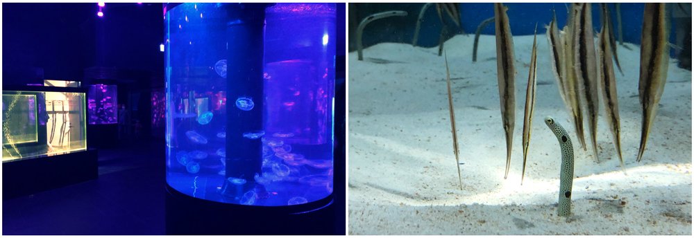 遠雄海洋公園：探險島水族館