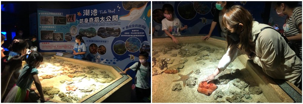 遠雄海洋公園夜宿體驗：夜間導覽