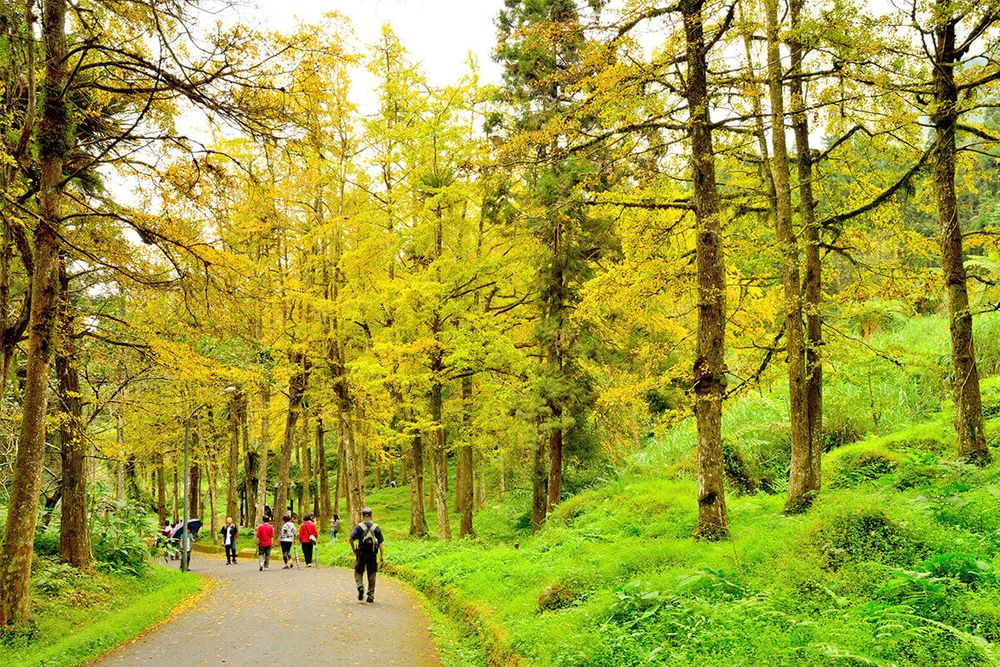 南投景點:溪頭自然教育園區