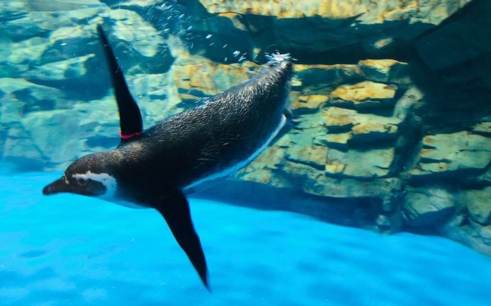 Xpark展區：企鵝奇遇