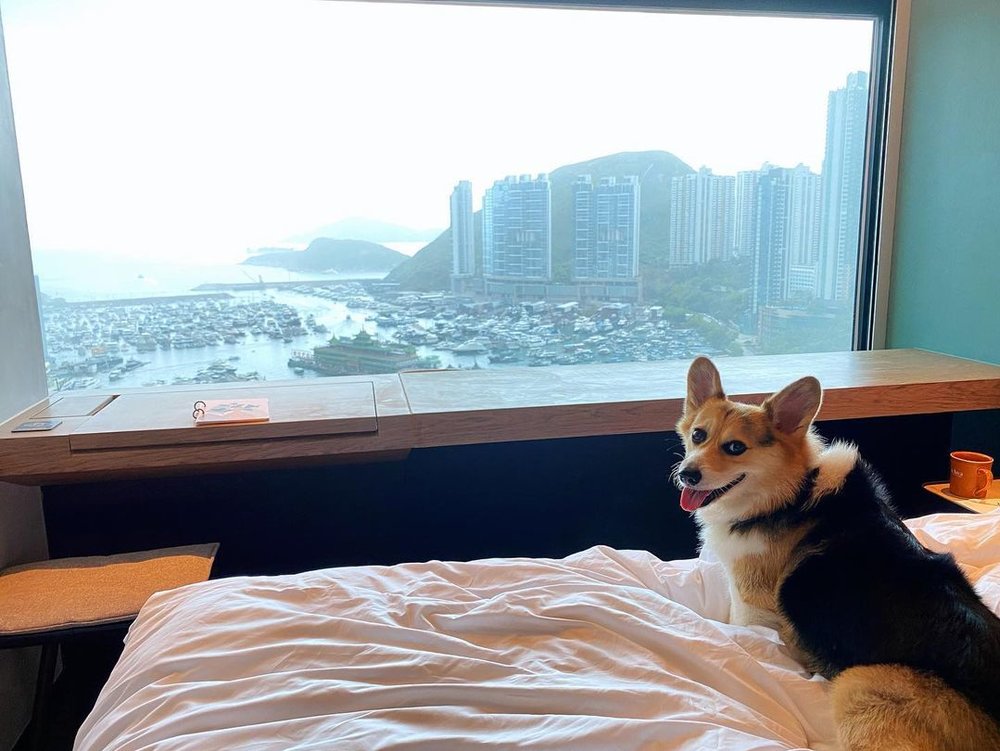房間面向海景，而且主打寵物友善，方便帶毛孩去打卡 