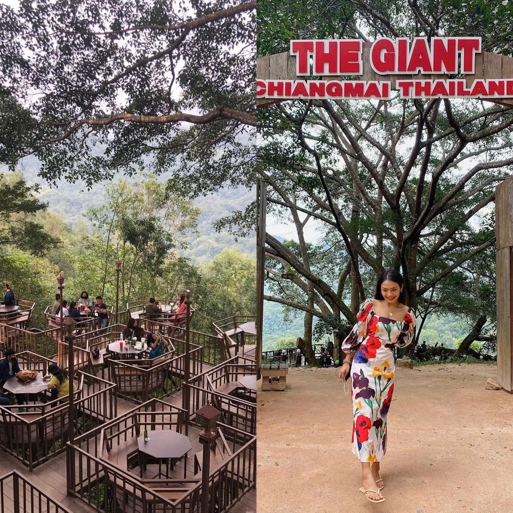 ร้านกาแฟในป่าบนต้นไม้ The giant chiangmai เที่ยวเชียงใหม่