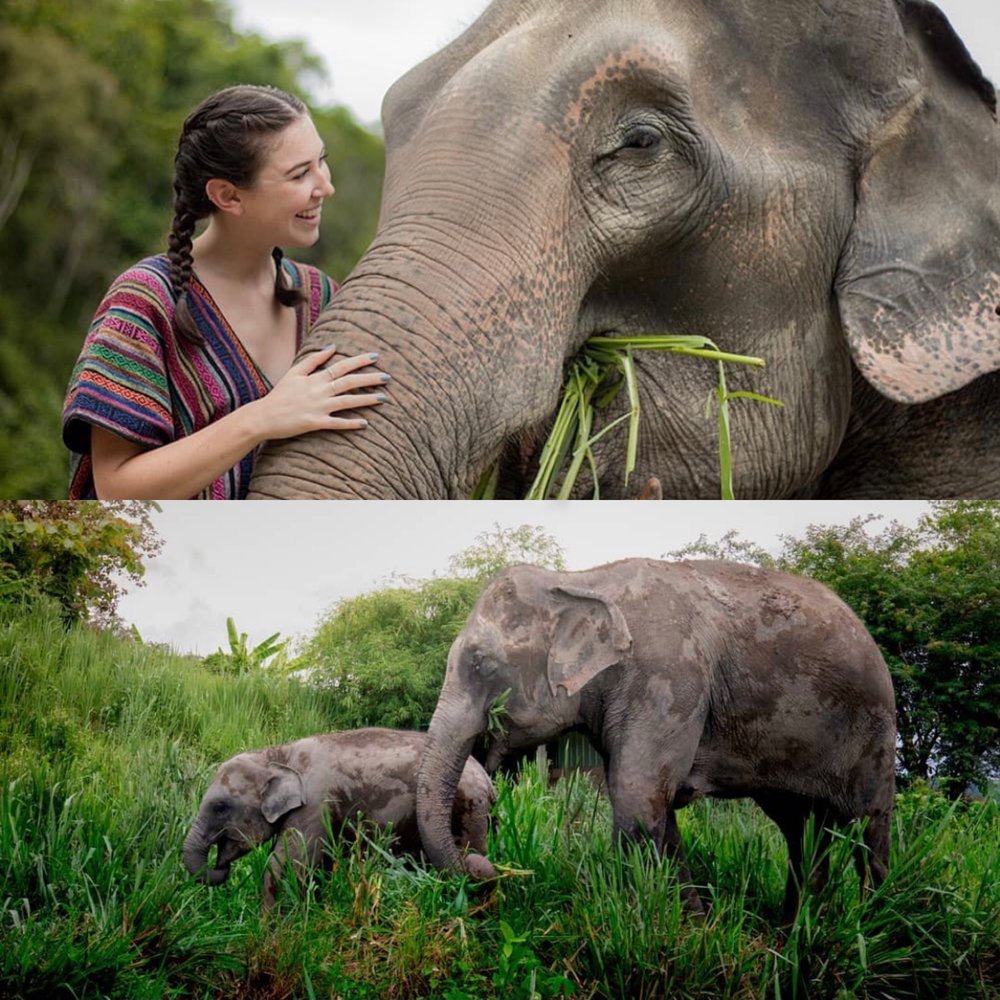 เขตรักษาพันธุ์ช้างเอเลเฟ่น จังเกิล แซงชัวรี (Elephant Jungle Sanctuary)