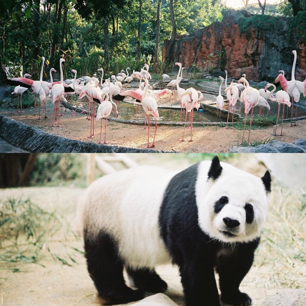 สวนสัตว์เชียงใหม่