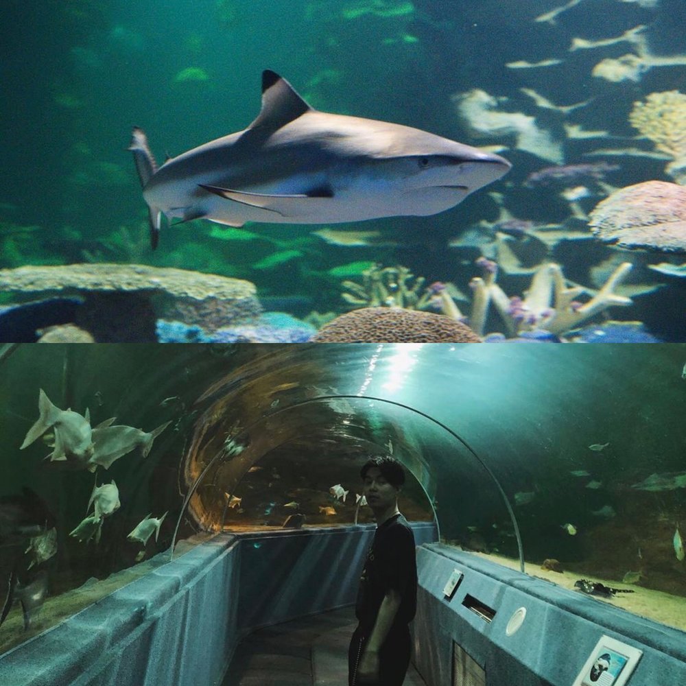 เชียงใหม่ ซู อควาเรียม