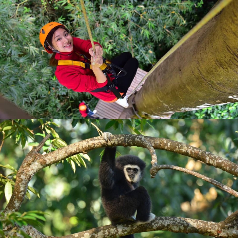 Flight of the Gibbon เชียงใหม่