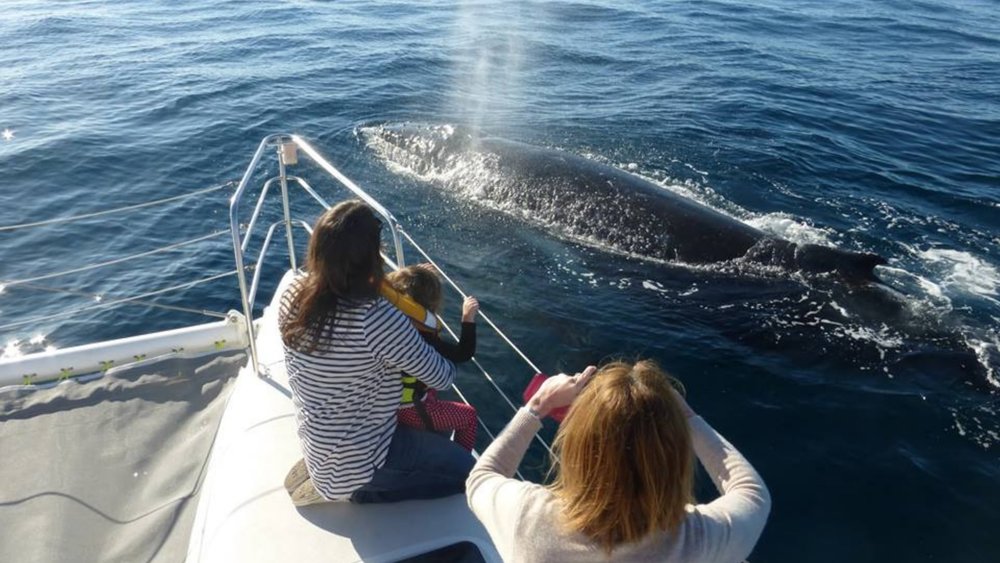 Witness these gigantic creatures breaching from the water!