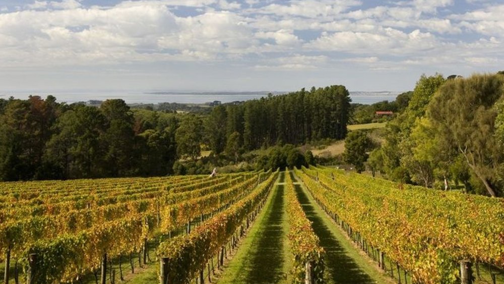 Take in the lush views of the vineyard as you sample wines. Image Credits: @wildadventuresmelbourne on Instagram