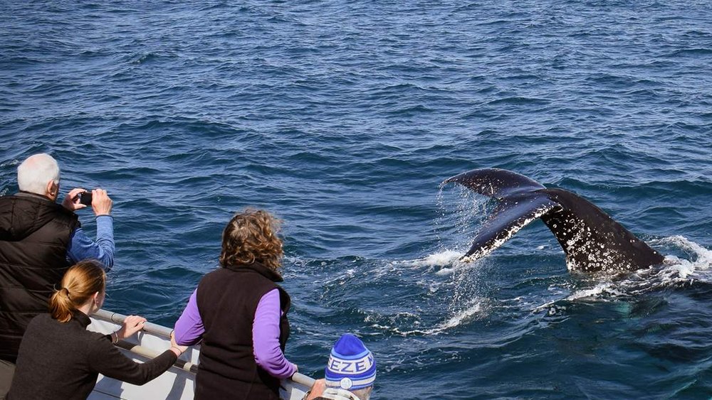 Witness these magnificent creatures up close on this whale-watching cruise!