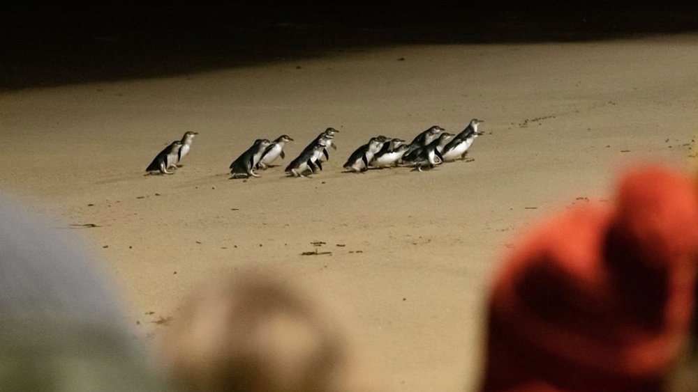 Catch waddling Little Penguins with the little ones during the famous Penguin Parade! Image credits: @phillipislandnp on Instagram