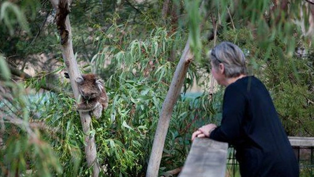 Get up close and personal with a koala at the Koala Conservation Reserve. Image credits: @phillipislandnp on Instagram