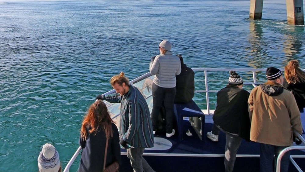 Wildlife, rock formations, and cake—experience it all during this Cape Woolamai Tour!