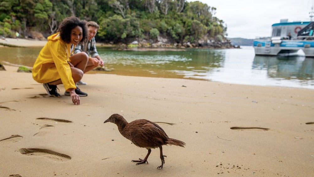 Meet native NZ birds like the weka at Ulva Island. Image credit: @realjourneys on Instagram
