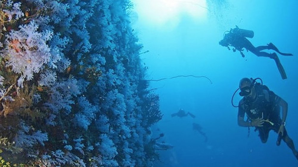 Dive into the waters of Fiji to see the soft corals! Image credits: @Ilovetaveuni on Instagram