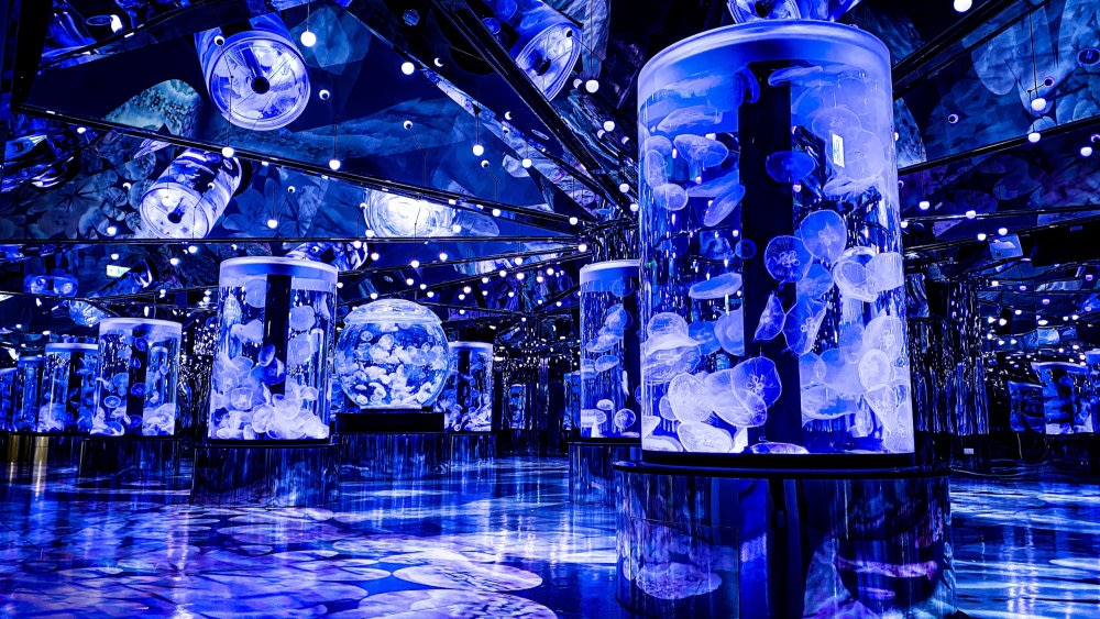 Xpark：癒見水母