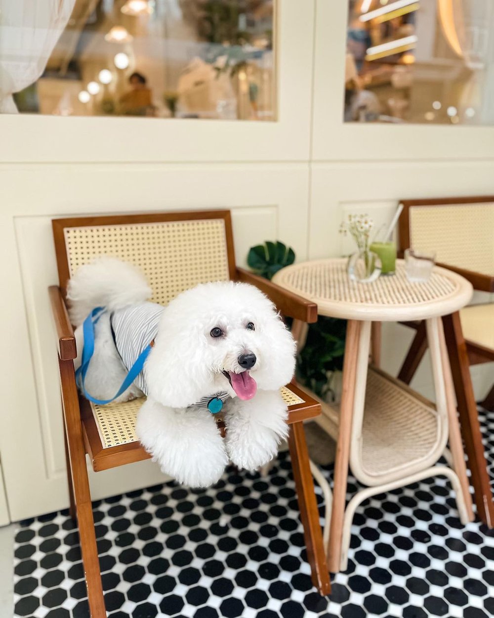 咖啡店為寵物友善，可帶主子去影寫真。(Instagram @lattercafehk）