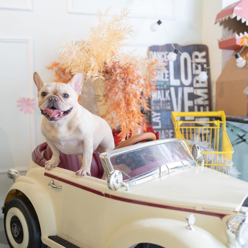 復古風的車仔，讓汪星人擺出有型甫士，主人可省回租影樓的錢了！(Instagram @frenchie.dog_and_bulu)