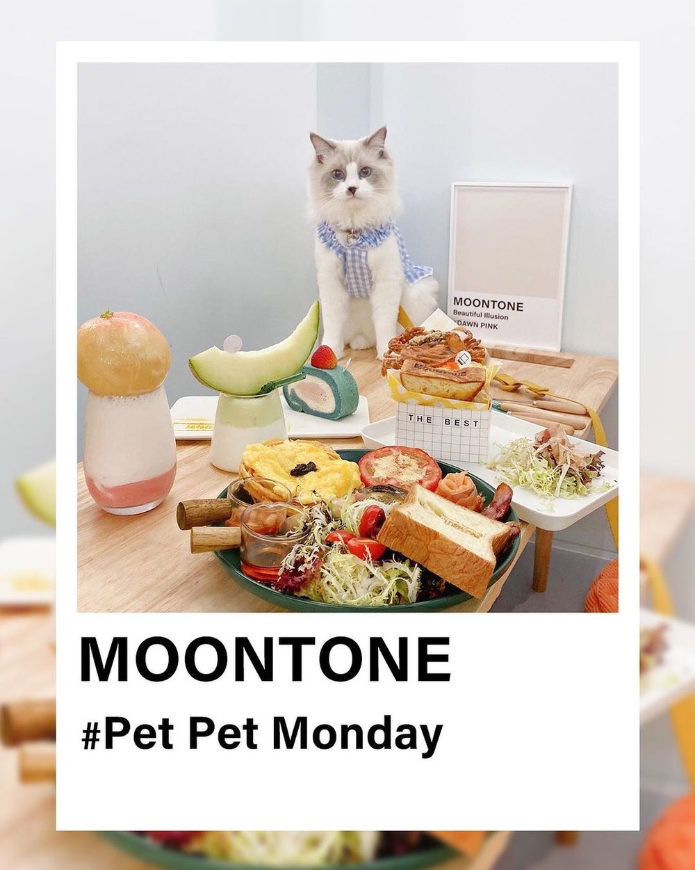 小店逢星期一下午定為寵物日，除了已預約的寵物和主人，不額外招待人客，讓萌寵可享有更多空間。(Instagram @moontone.hk)