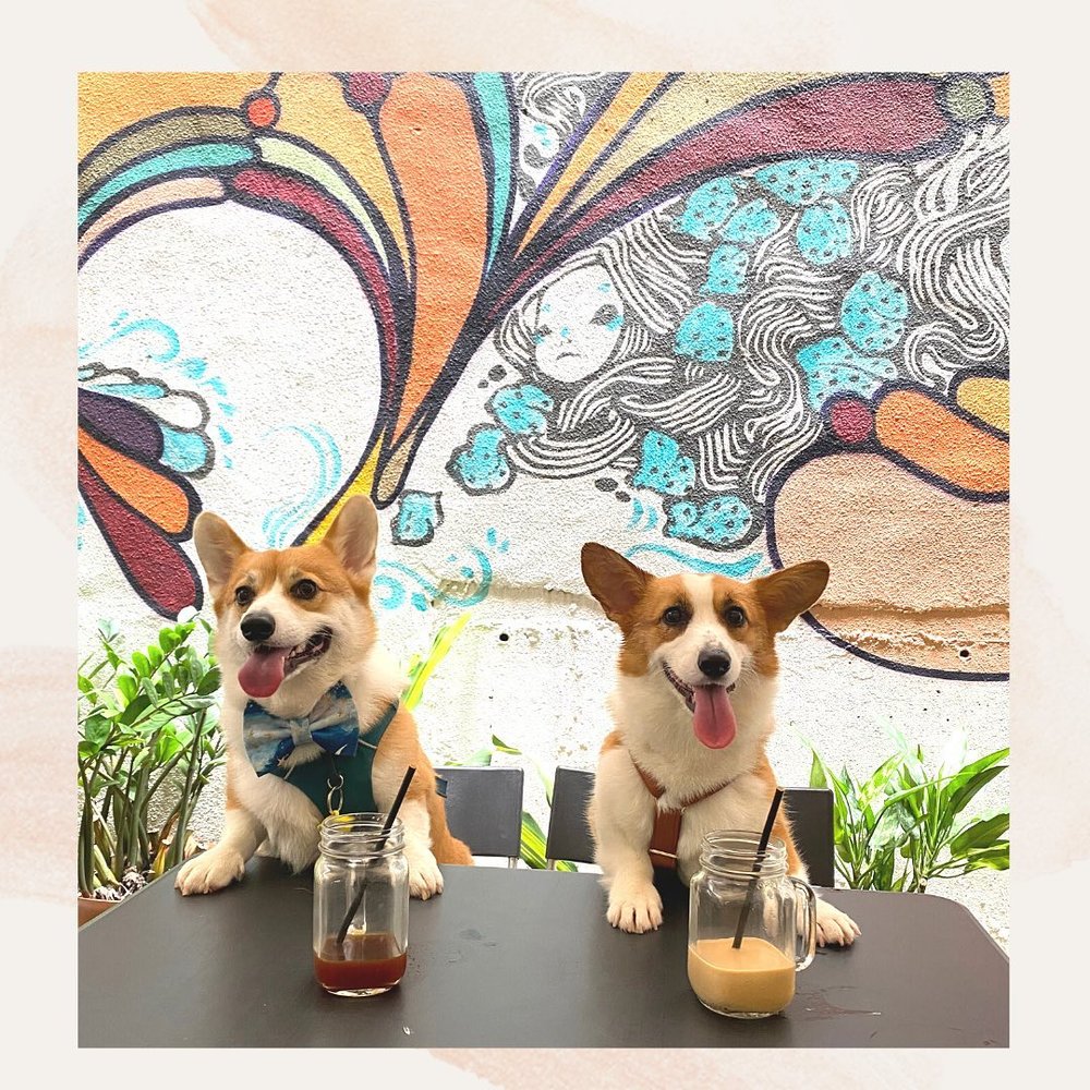 小店的室外中庭有彩繪牆和盆景，可盡情和主子打卡。(Instagram @ febi.corgi)