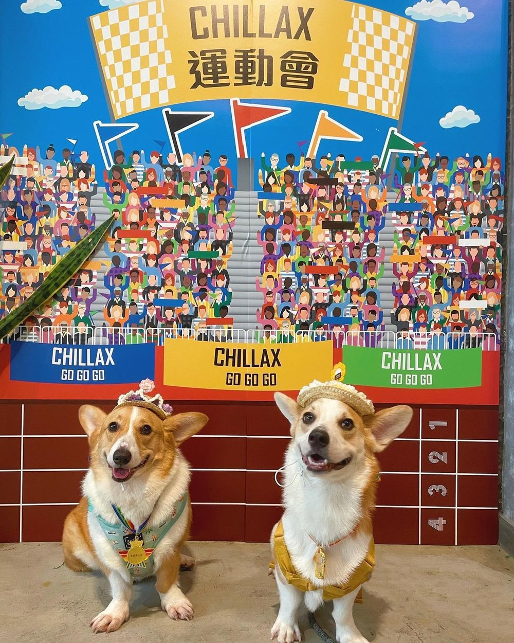 寵物專區不時會更換佈置，近日就趕上大熱的運動會主題。(Instagram @littlecorgi_qq)