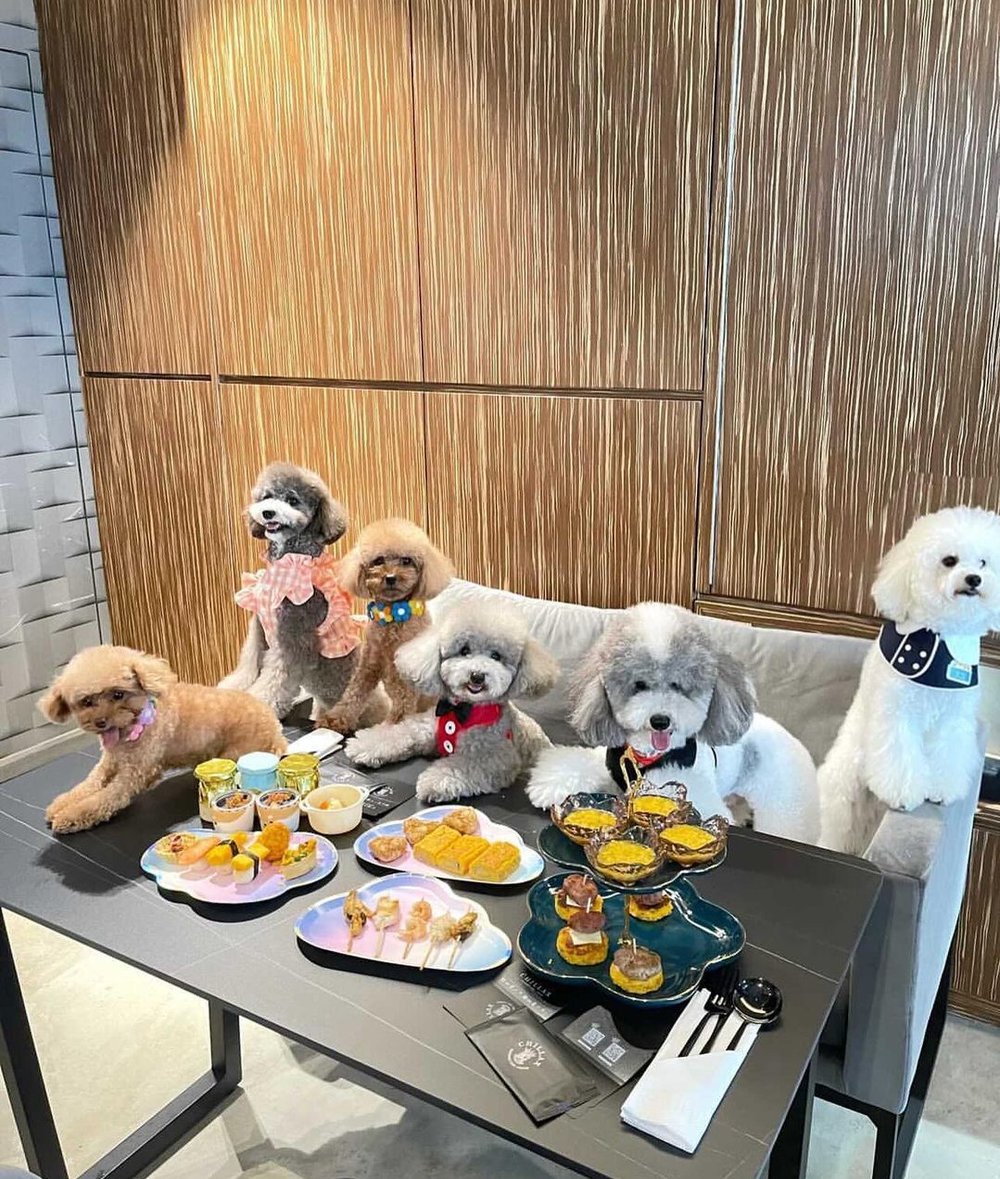 狗狗Buffet需事先預訂，就可令為食的主子大嚼健康精緻的美食。(Instagram @hannachan_1228)