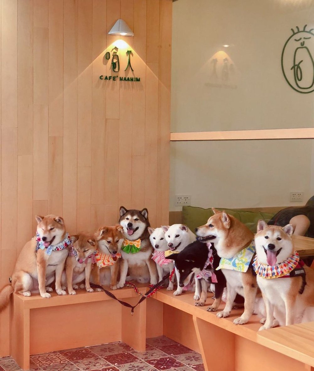 成班柴柴在cafe排排坐，好可愛！（Instagram @haa1him3）