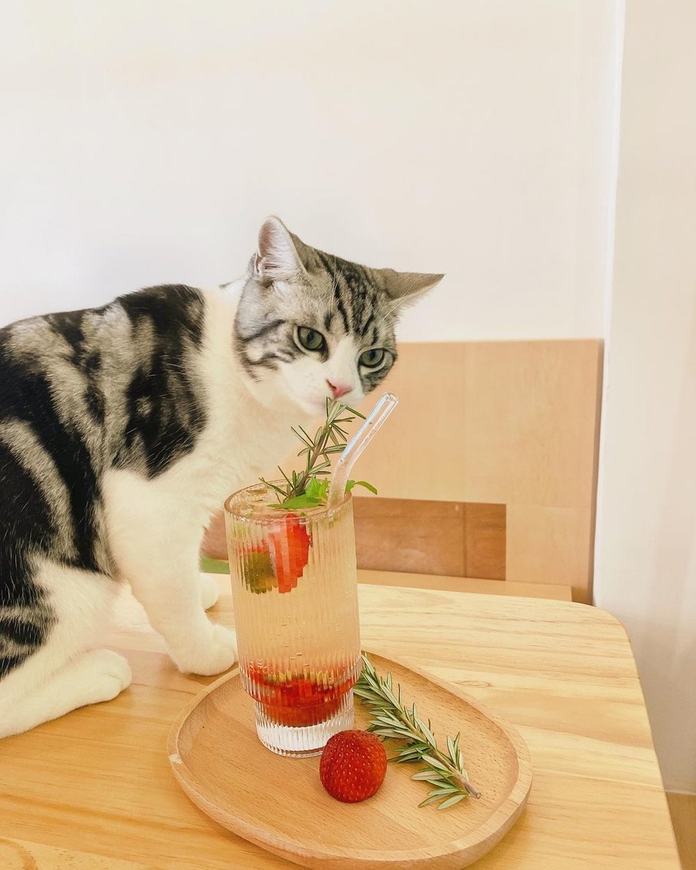 只要主子不怕生，貓星人都歡迎！（Instagram @haa1him3）