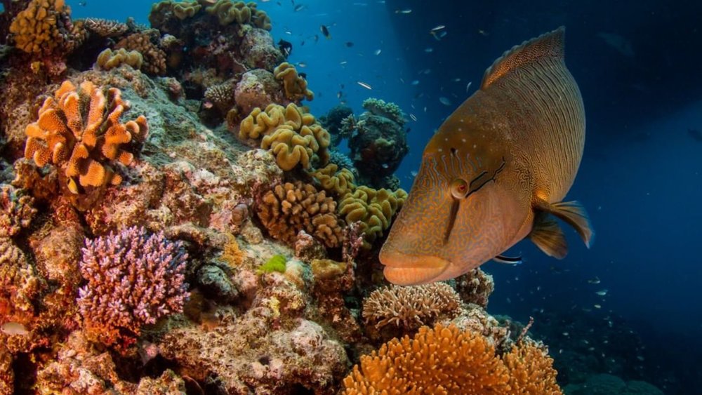 Learn more about the Great Barrier Reef! Credits: @greatbarrierreefaustralia