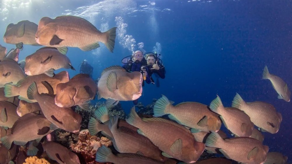 Catch sight of bump head parrotfish! Credits: @greatbarrierreefaustralia