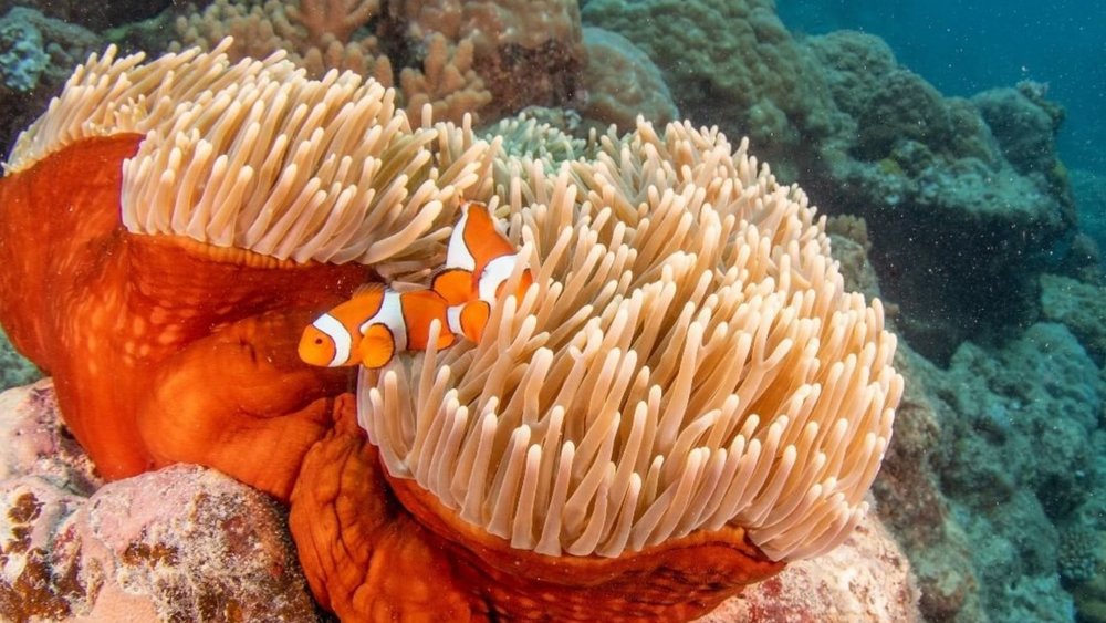 Say hi to Nemo! Credits: @greatbarrierreefaustralia