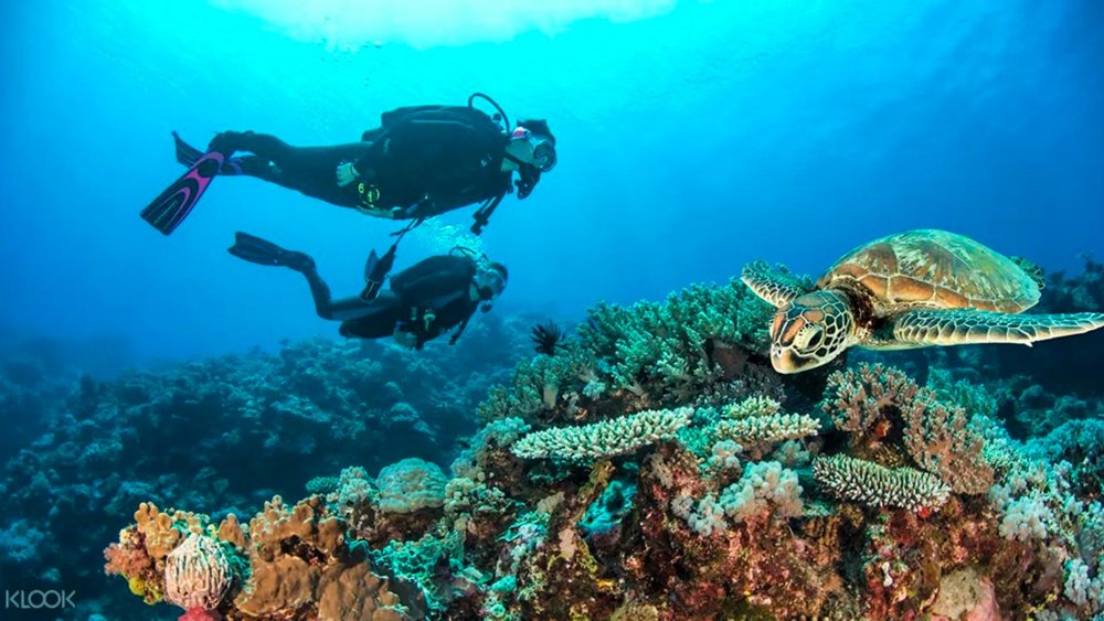 Learn how to scuba dive at the actual Reef!