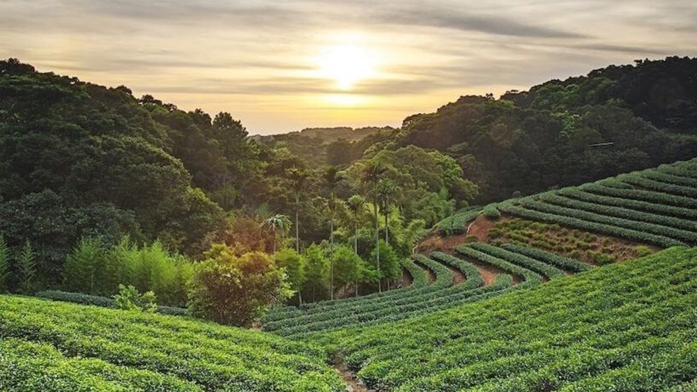 貓空行程推薦:茶文化之旅