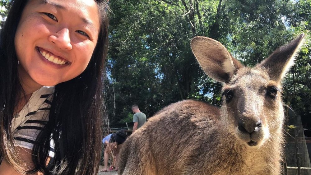 Befriend a kangaroo at Cairns! Credits: @amandawee