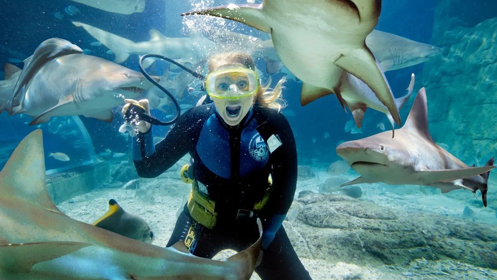 Get an up-close encounter with sharks at the aquarium