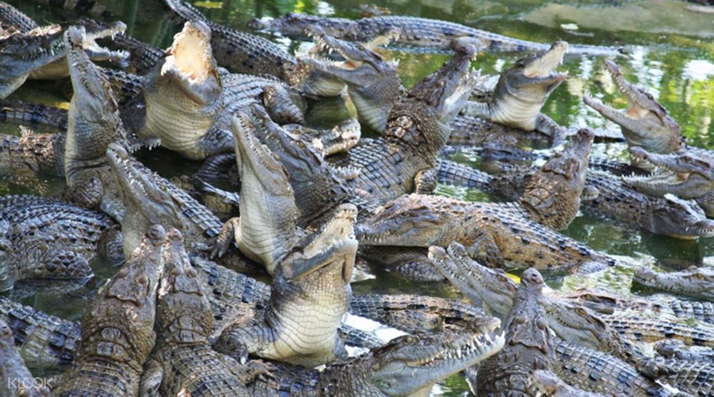 crocodiles at zoobic safari