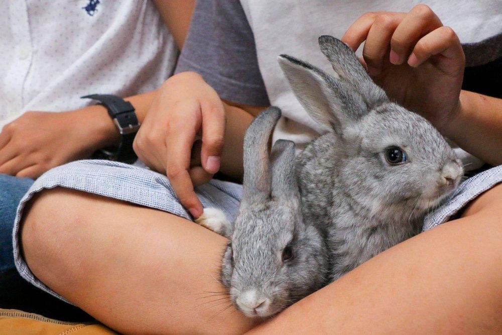gery rabbits at manila ocean park