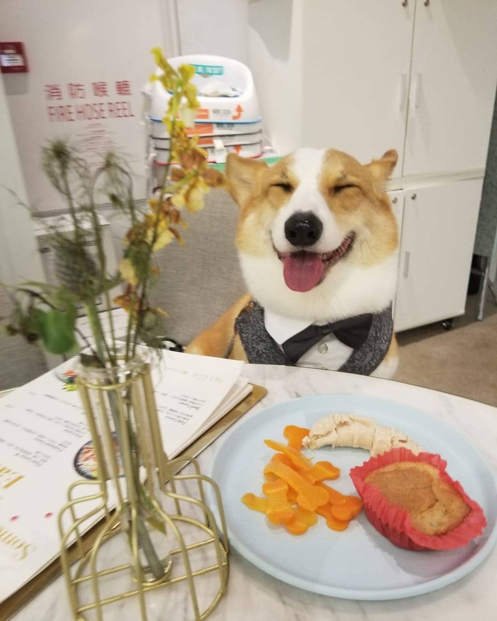 看哥基的表情，對狗狗大餐超滿意！(Instagram @siugut_thecorgi)