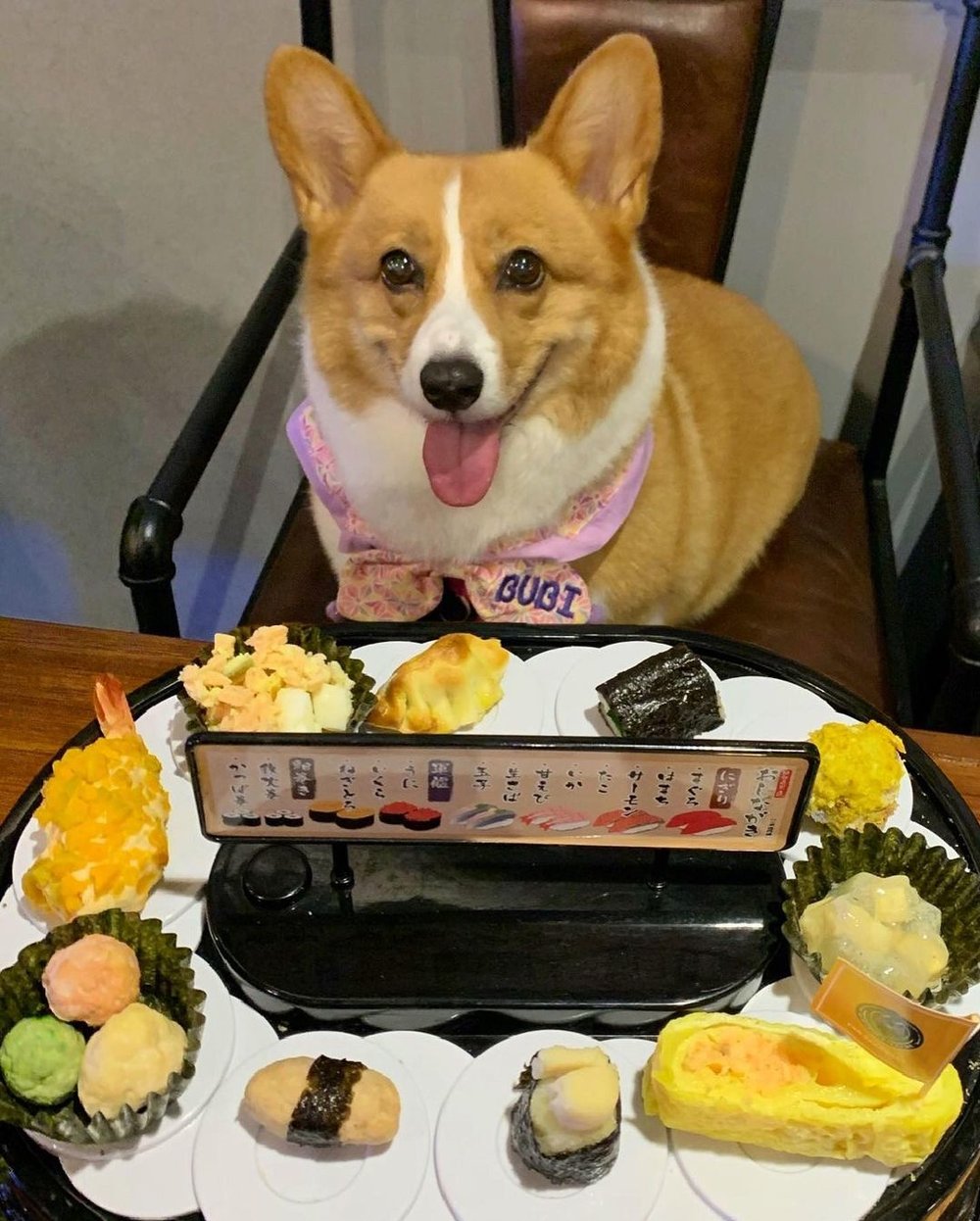 狗狗專用迴轉壽司套餐，真的有成條迴轉壽司帶上檯，豐富的食物逗得狗狗極興奮！(Instagram @bubiibu_corgi)  