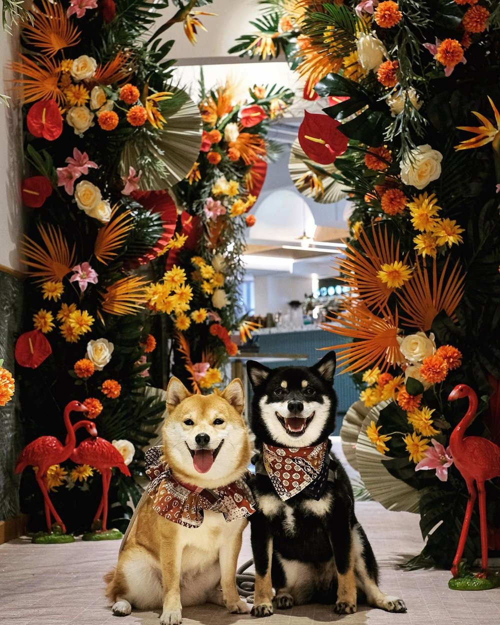 每季都帶同毛孩來打卡，留港都可輕鬆環遊世界！(Instagram @torres.shibafamily)