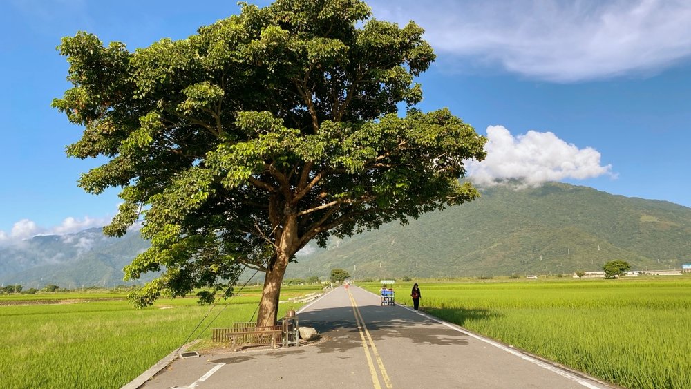 台東金針花季：順遊伯朗大道