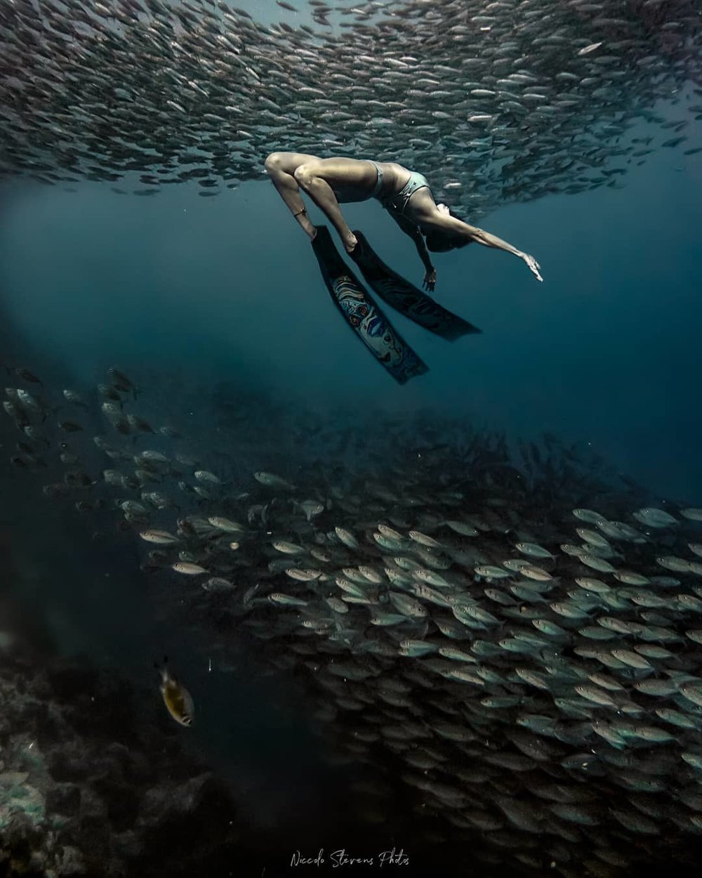 diving sardine run cebu