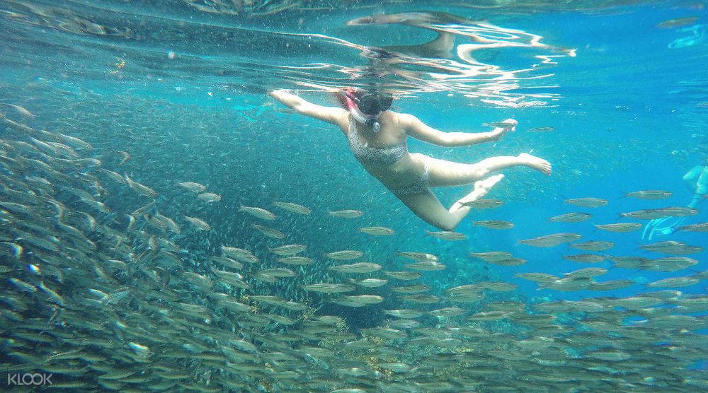girl sardine run
