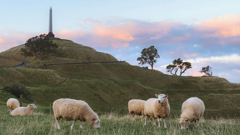 Witness sheep grazing at One Tree Hill. Image credits: @mooddooyodee from @visitauckland