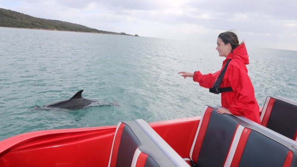 Spot dolphins during your jet boating experience Credit: @jet.adventures
