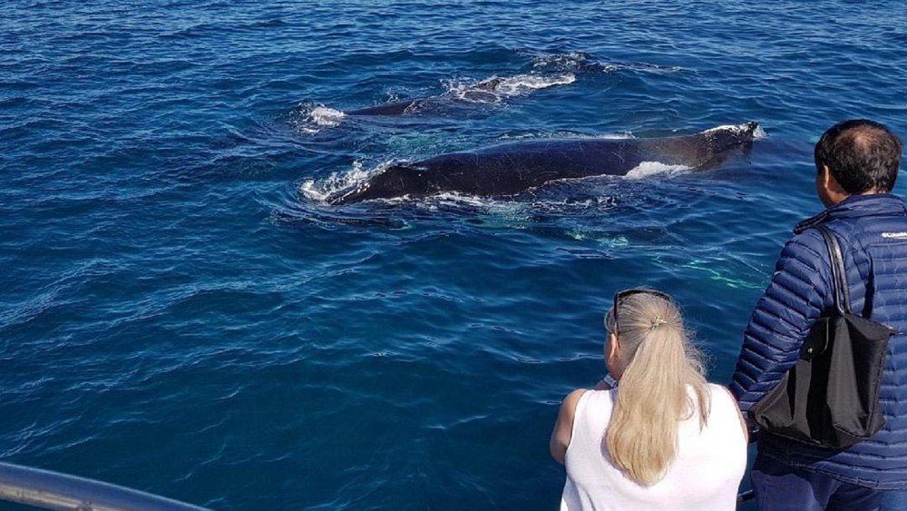 Don’t forget to say hi! Credits: @whalewatchingperth