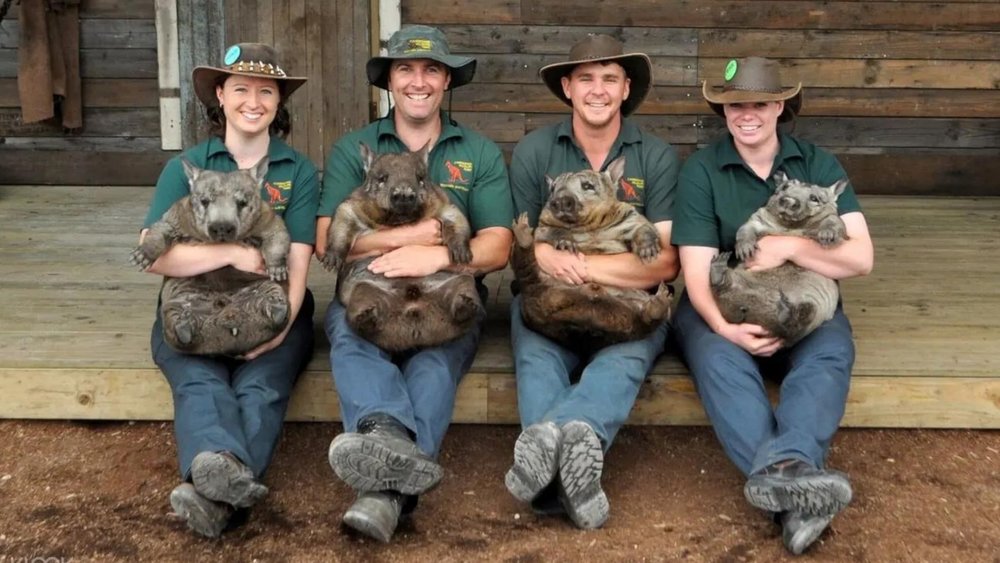 Meet cuddly wombats at Caversham Wildlife Park!