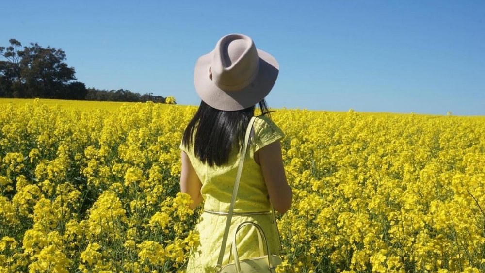 Enjoy the canola fields of New Norcia. Credits: @perthfoodreview